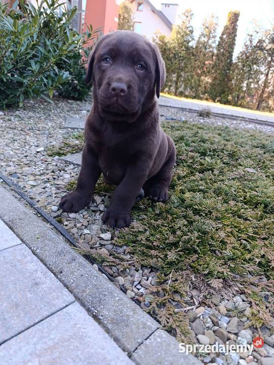 Labrador czekoladowe szczeniaczki małopolskie Tarnów