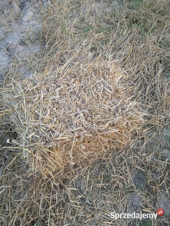 Słoma z pszenżyta Trawy, słoma Przywóz