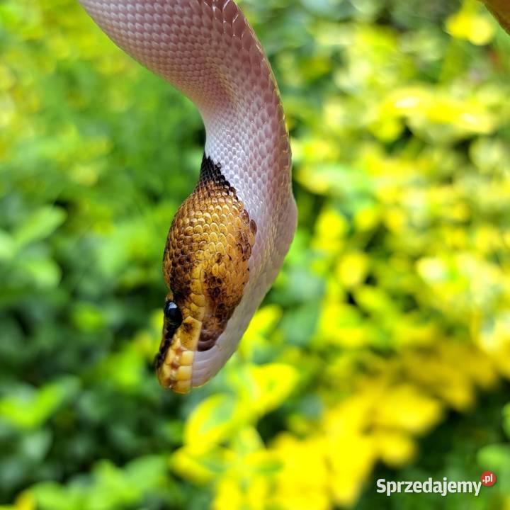 Samiczka Mahogany Black Pastel Pied 2025 kujawsko-pomorskie Bydgoszcz