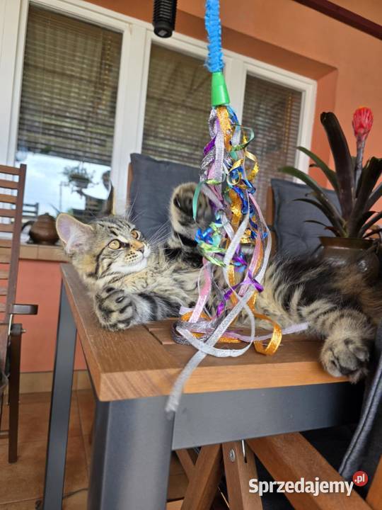 Kicia Maine coon Maine Coon Krasnystaw