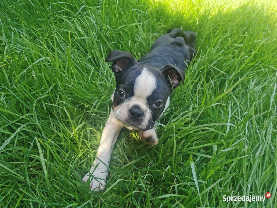 Pies Chłopiec Boston Terrier Szczeniak Sunia 2r Grodzisk Wielkopolski
