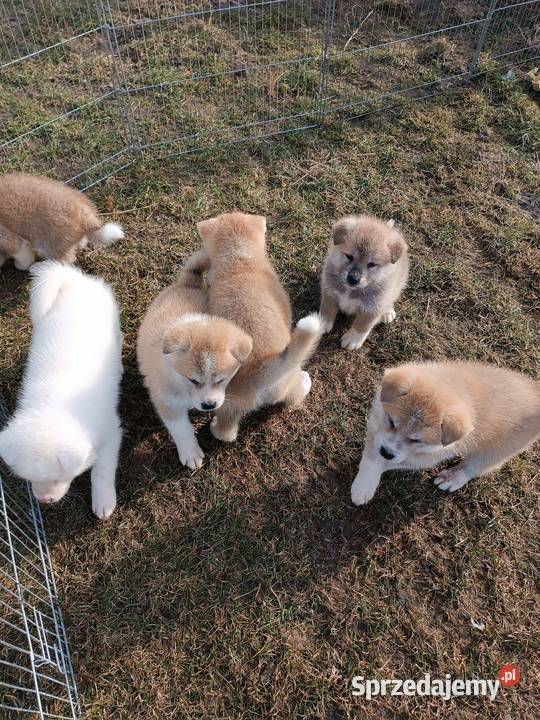 Akita inu czerwone i białe