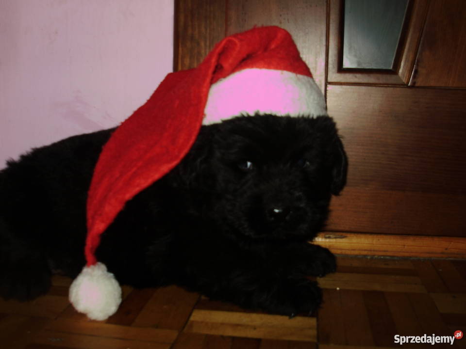 nowofundlandniufki z rodowodem FCI Psy Krotoszyn