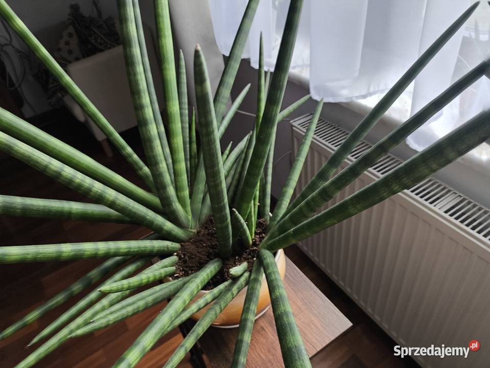 Sansevieria z donicą duża Warszawa