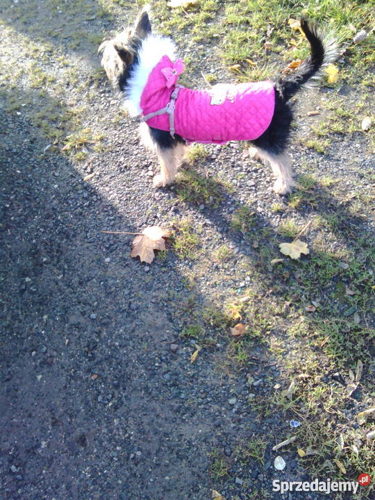 Oddam psa yorka Wałbrzych