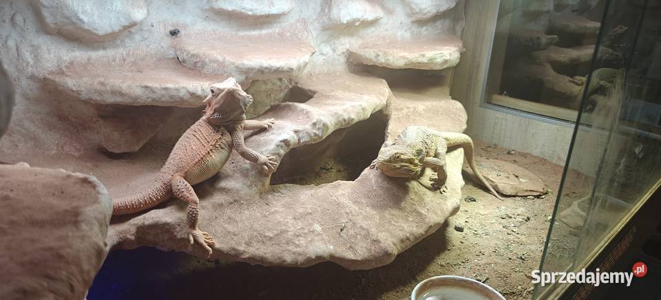 Terrarium z Agamami Warszawa sprzedam