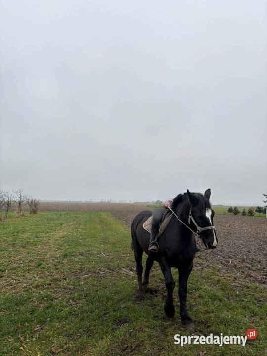 Sprzedam klacz źrebrną Konie Krotoszyn