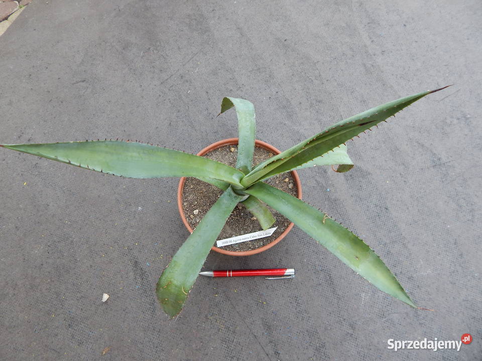 Żadka agawa kolekcjonerska z Meksyku Agave aurea Kraków