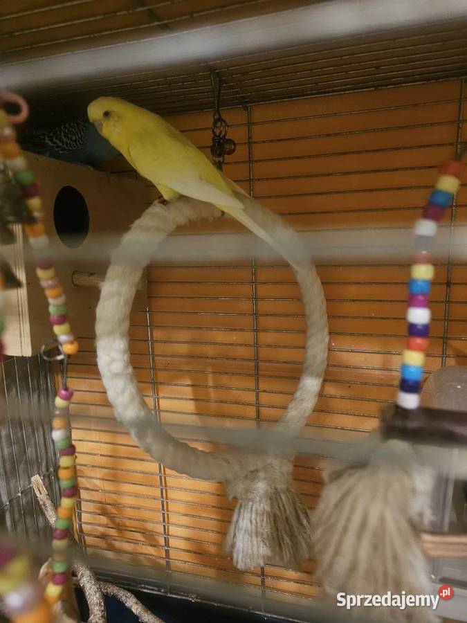 Papugi faliste z klatką i wyposażeniem