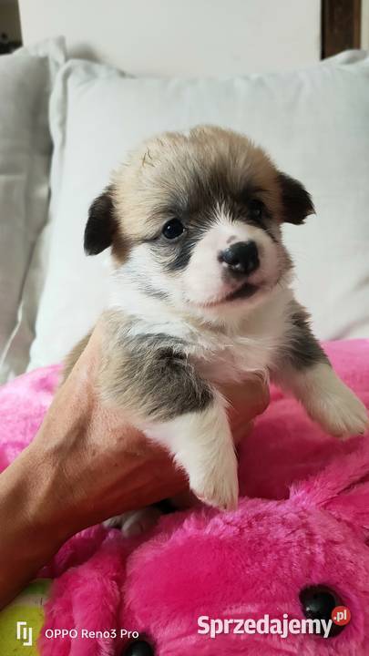 Sprzedam szczenięta Welsh Corgi Pembroke Psy Skierniewice sprzedam