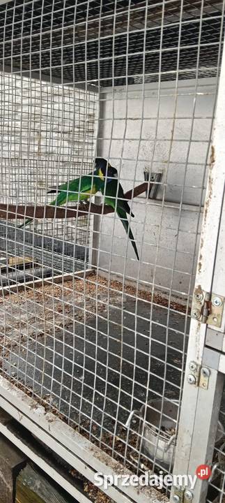 Bernardy Czarnoglowe śląskie Nakło Śląskie