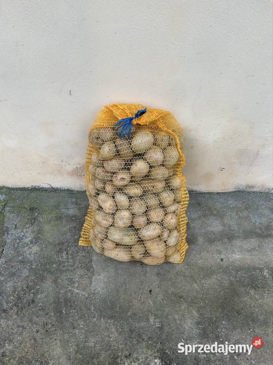 Ziemniak jadalne Rytlów