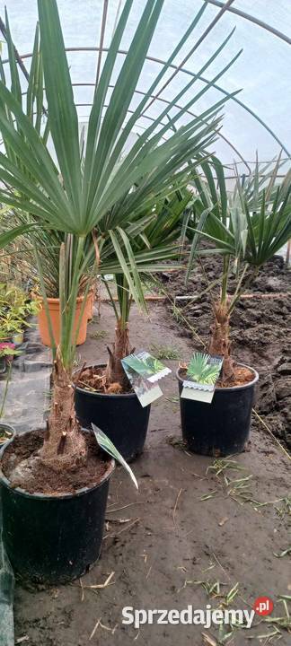 Palmy trawy mrozoodporne Konin