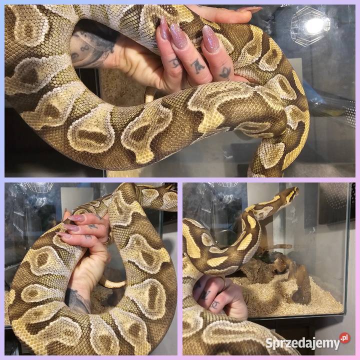 Pyton królewski samica majove Orange dream zachodniopomorskie Koszalin