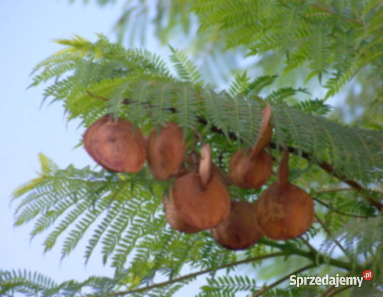 JAKARANDA MIMOZOLISTNA Jacaranda mimosifolia Lubanie