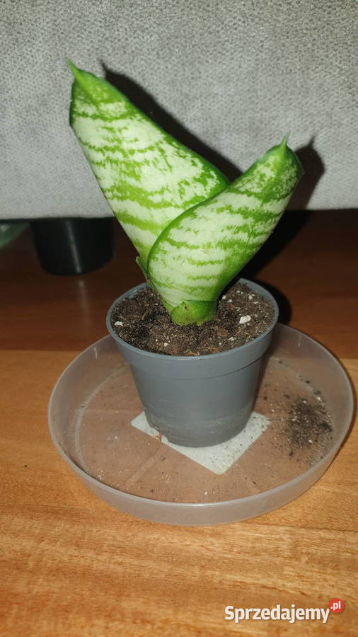 Sansewieria młoda roślina rosnąca