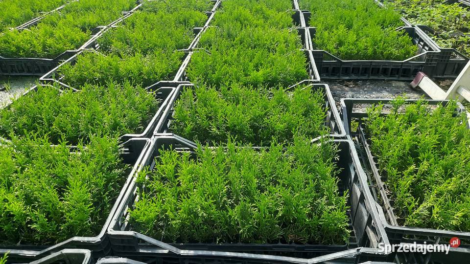 Tuja szmaragd multipaleta Puławy