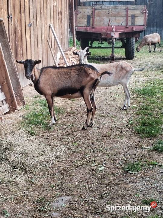 Kozy kozy z mlekiem Frydman sprzedam