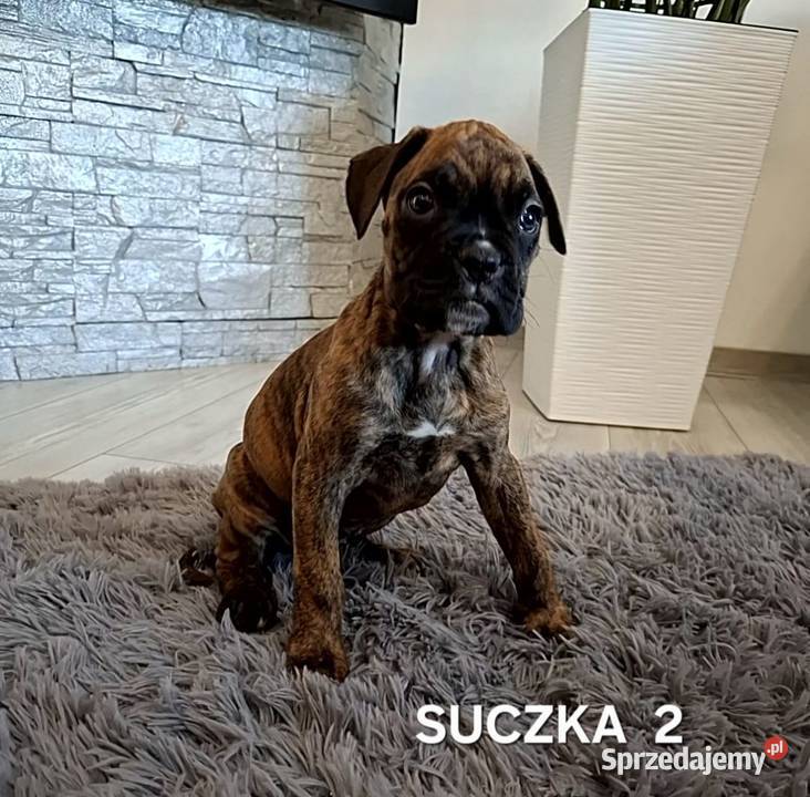 Szczeniaki Bokser wielkopolskie Baszyny