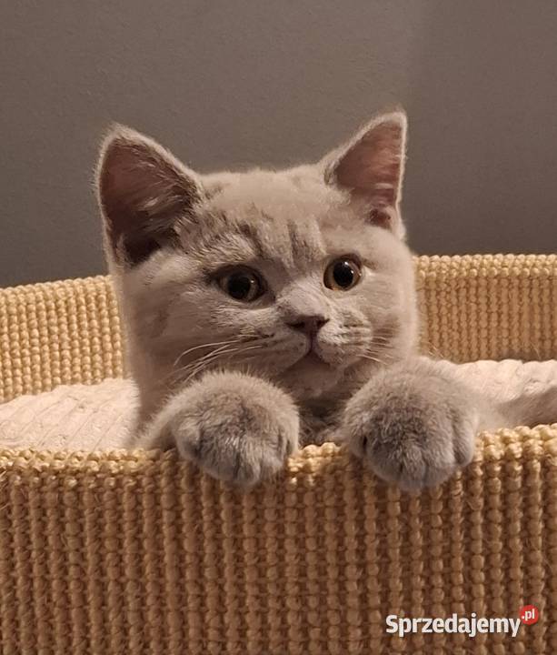 Kociaki brytyjskie FPL kocurkotka Skarżysko-Kamienna