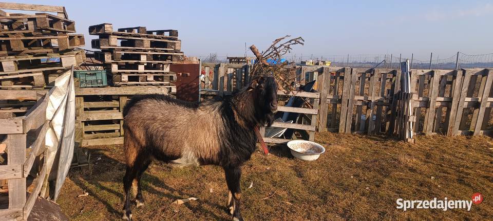 Kozioł Wałdowo sprzedam