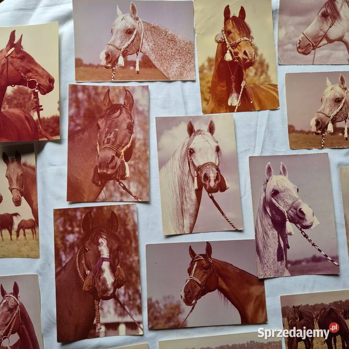Kartki pocztowe 29 PRL Konie Arabskie Janów małopolskie Brzesko