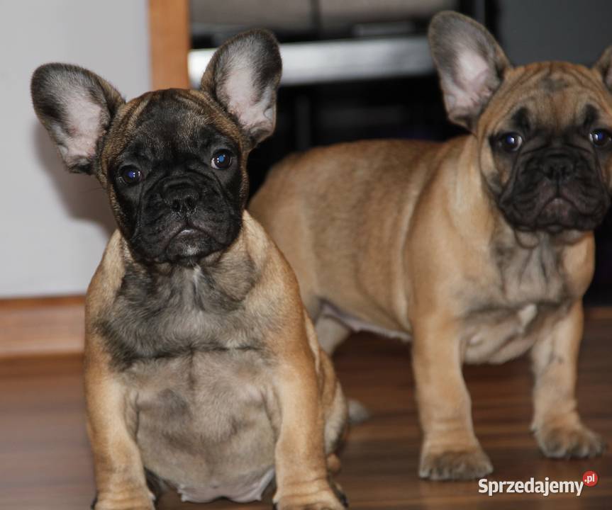 Buldog Francuski szczeniaki Kędzierzyn-Koźle