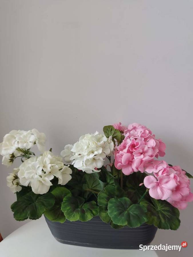 Pelargonie mamyDzien Matki podkarpackie