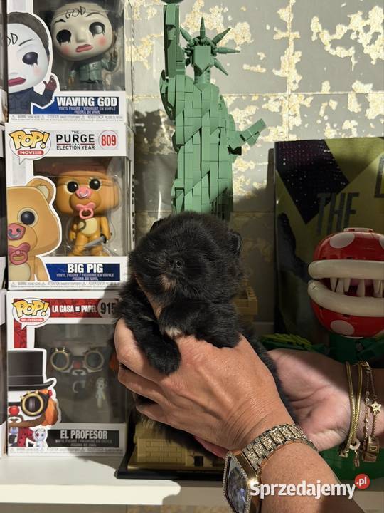 Szpic pomeranian chłopczyk Gliwice