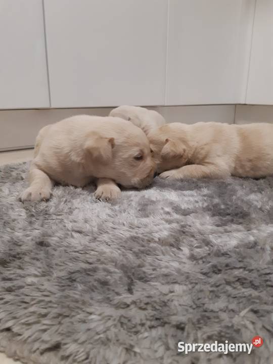 Labrador Psy