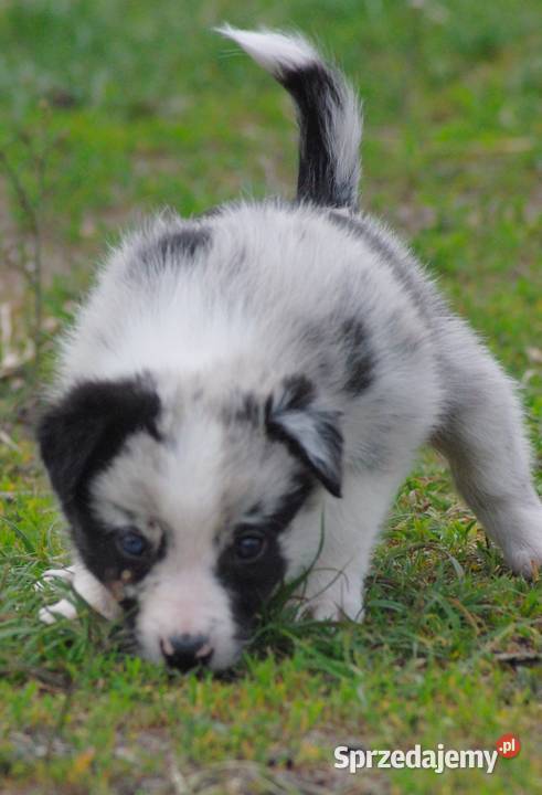 Border collie piesek z błękitnym okiem Milejów-Osada