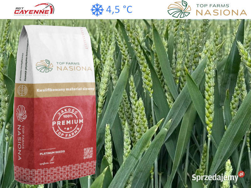 Pszenica ozima TopFarms RTG Cayenne na opóźnione Słupca