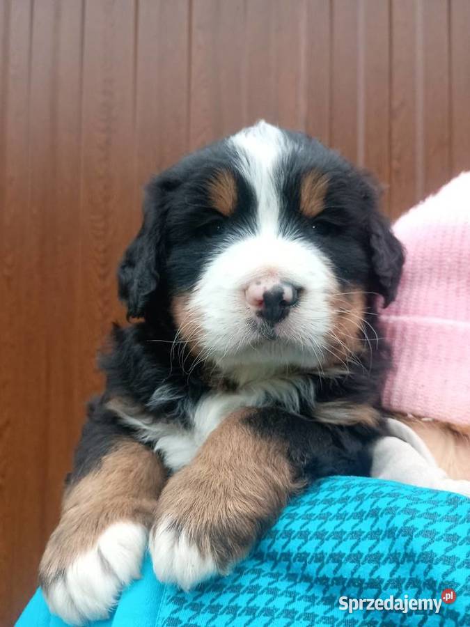 Berneński Pies Pasterski