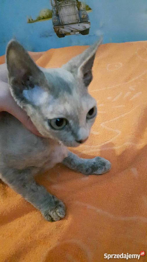 Devon Rex zapowiedź miotu Bystrzyca Kłodzka