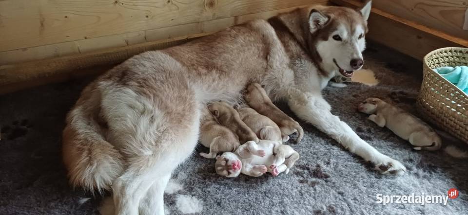 Siberian Husky Championach ZKwP FCI