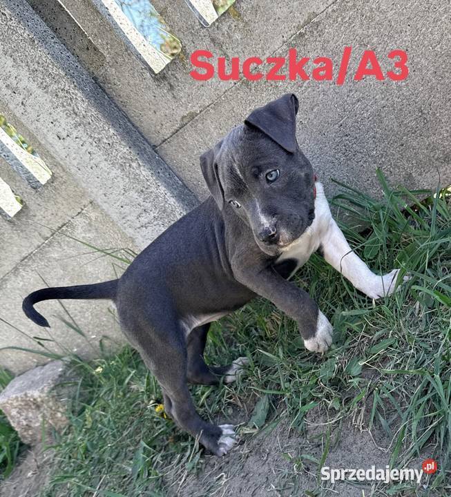 Trzy suczki Amstaff Blue