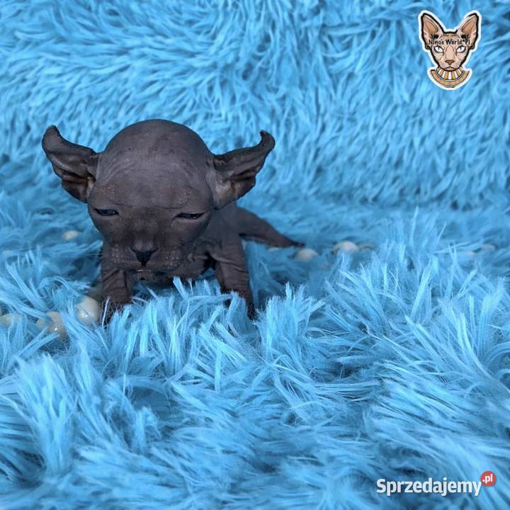 Sfinks kanadyjsky mazowieckie