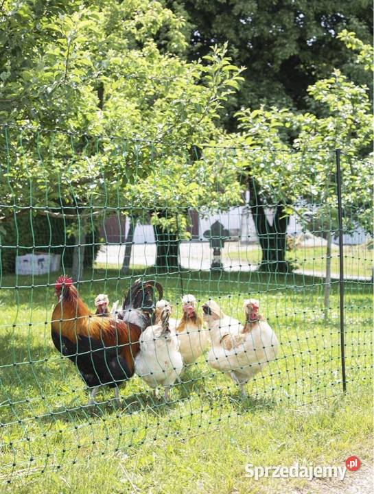 Siatka ogrodzenie kurczaków gęsi kaczek płot Kielce