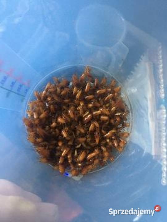 WYLĘG KARACZANY Tureckie 1000 Łódź