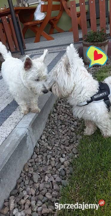 West Highland Terrier SPRZEDAM ZAMIENIĘ PSA PSA West Highland White Terrier Proszowice