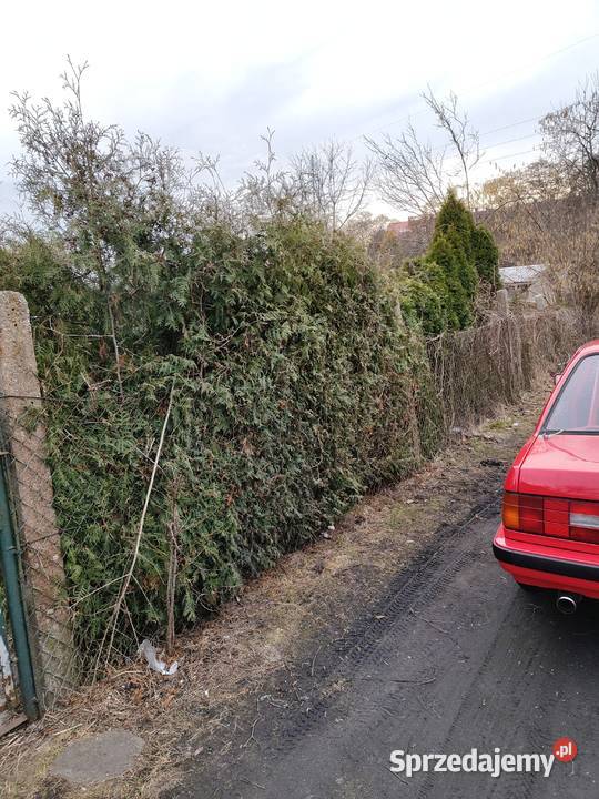 Działka ROD Parkiem w Pile Sprzedaż Piła