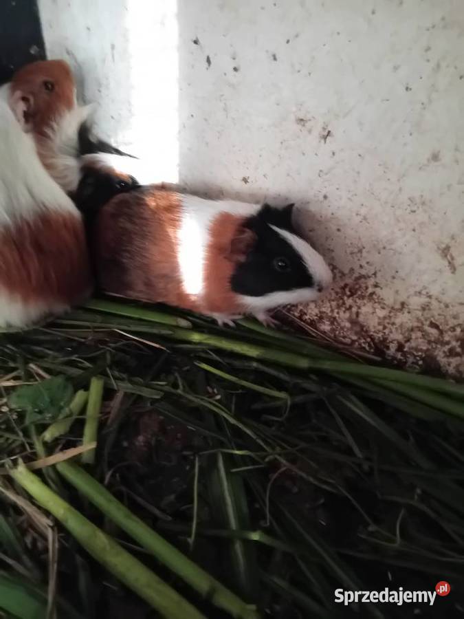 Swinki morskie Wawrzeńczyce sprzedam