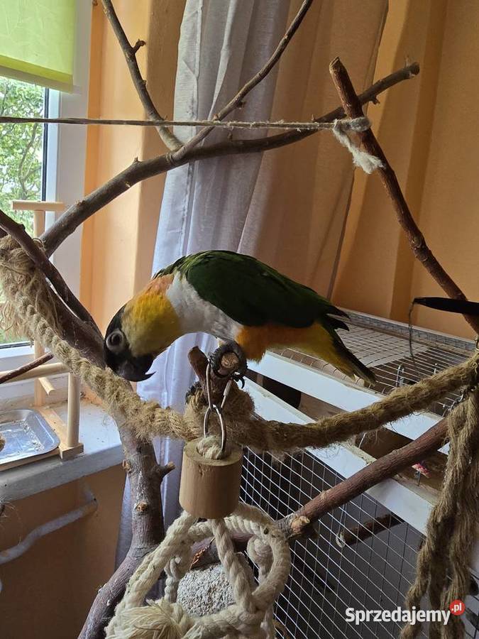 Barwinka czarnogłowa z wolierą okazja Warszawa sprzedam