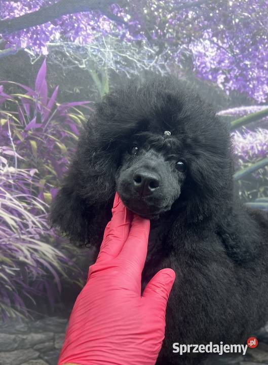 Pudel miniaturowy czarny chłopczyk FCI Zabrze
