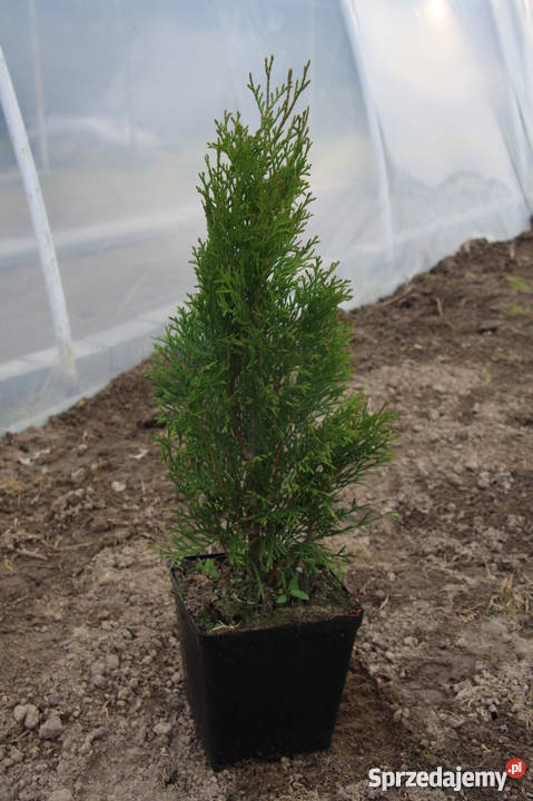 Tuja szmaragd lawson kórnik Sadzonki 304060 Smardy Górne