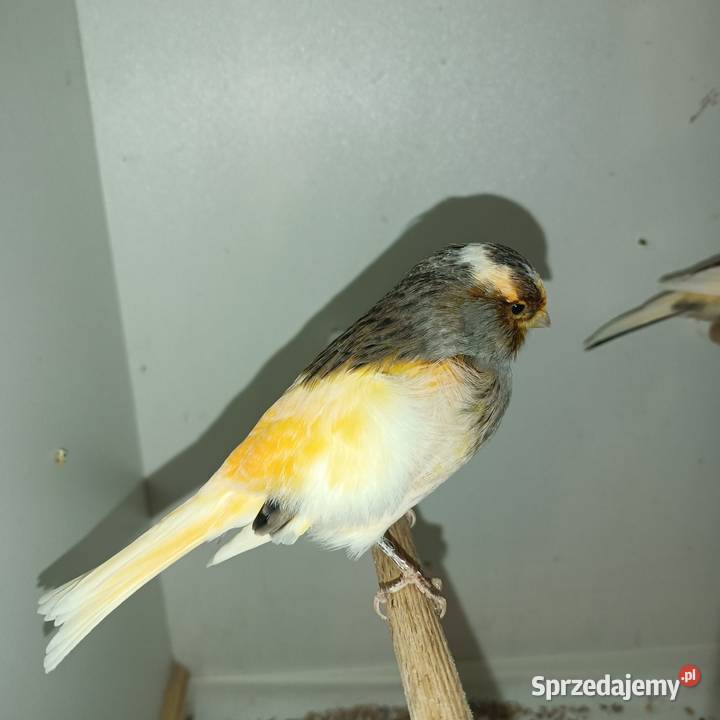 Sprzedam parę kanarków wielkopolskie