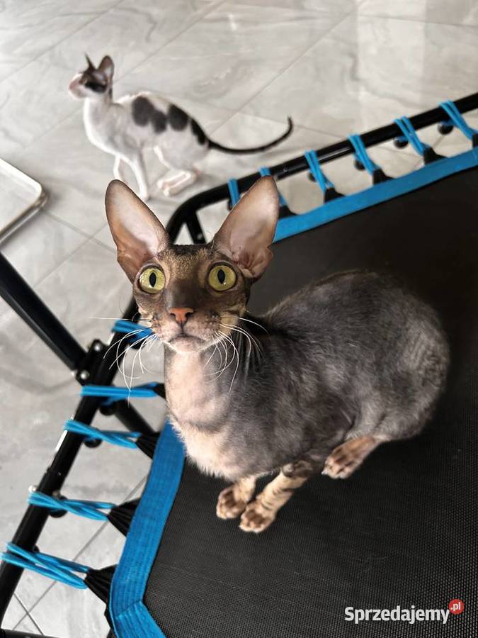 Cornish Rex kocur i kotka płatna adopcja Żory