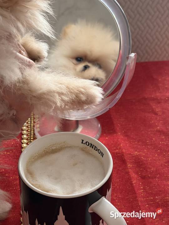 Szpic miniaturowy pomeranian dziewczynka