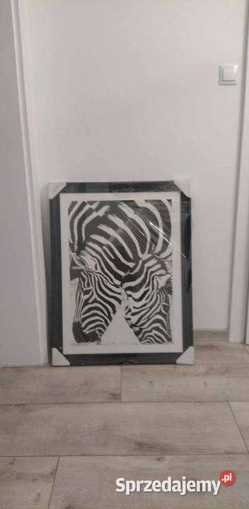OBRAZ ZEBRY 60X80 NOWY czarny Legionowo