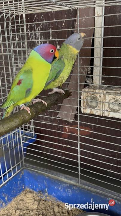 Alexandretty śliwogłowe para Strzegom sprzedam